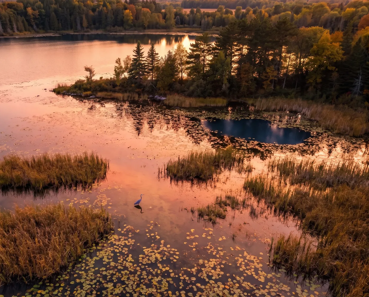 Heron in the reeds of a shallow lake at sunset